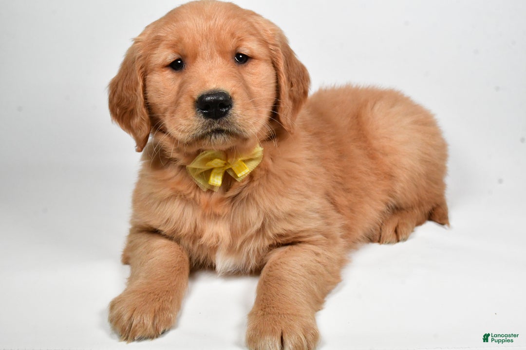 Golden Retriever dogs for sale: Leo - Ad 5