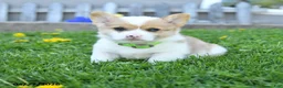 Welsh Corgi Pembroke dogs for sale: Biscuit - Ad 9