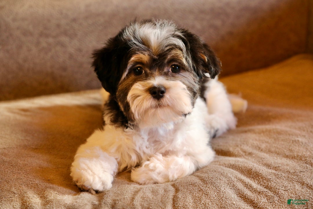 Shihpoo dogs for sale: Mia - Ad 12