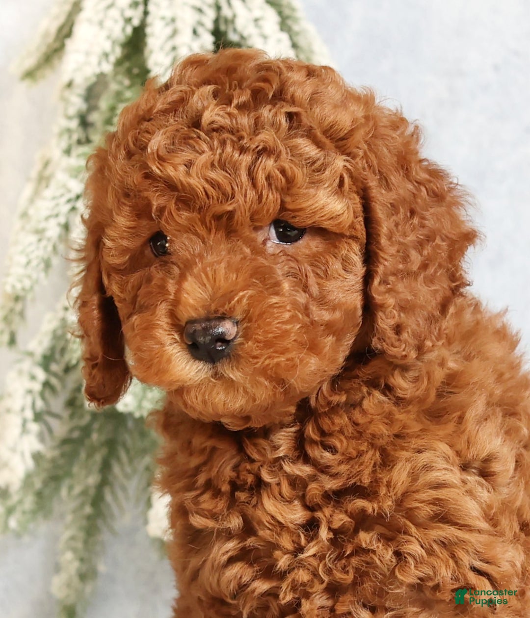 Mini Goldendoodle dogs for sale: Goldie - Ad 9