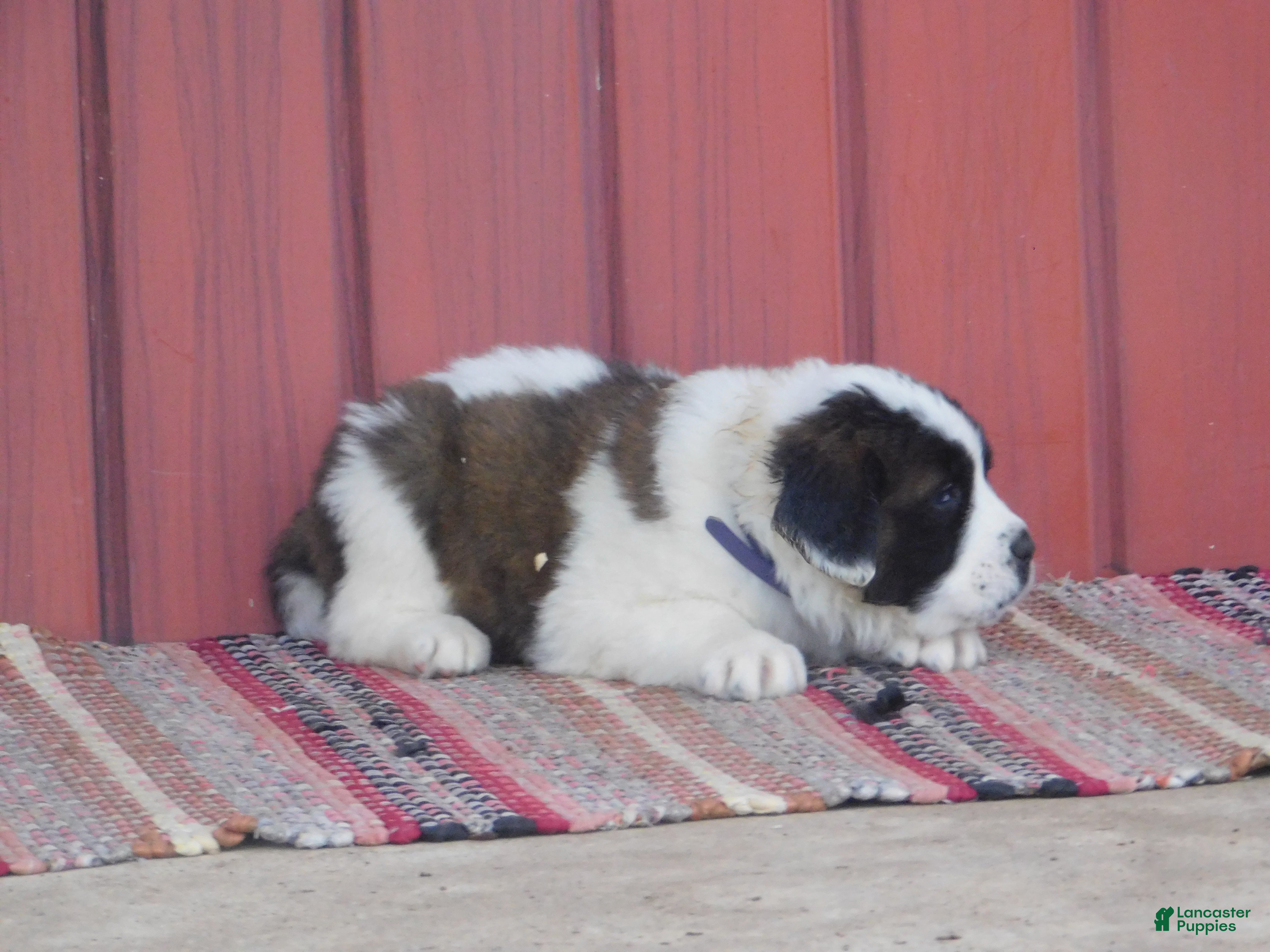 Saint Bernard dogs Porshe - Ad 2