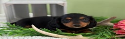 Miniature Dachshund dogs for sale: Jazzy - Ad 7