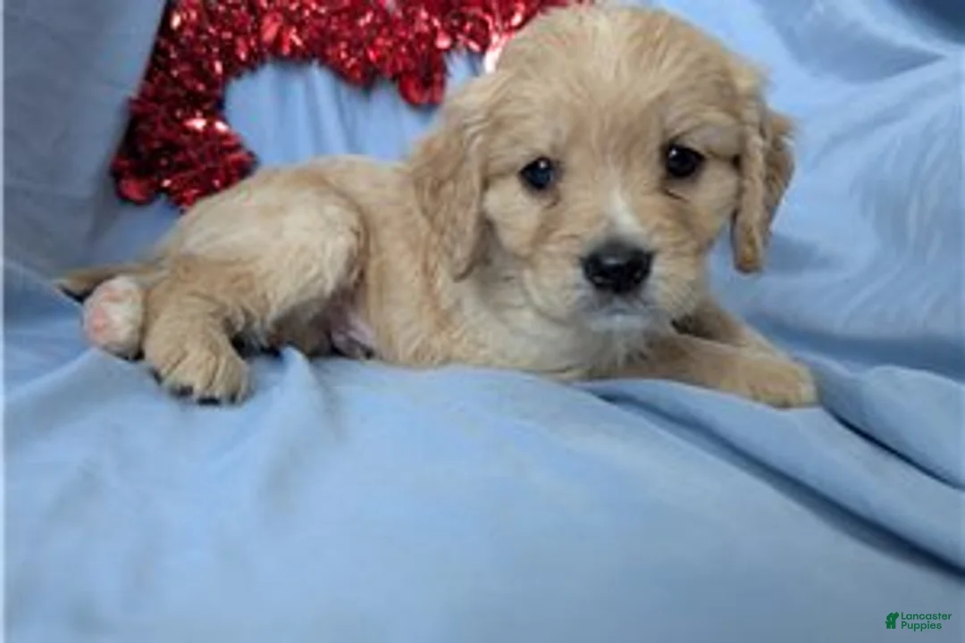 Mixed Breed dogs for sale: Deputy - Ad 3