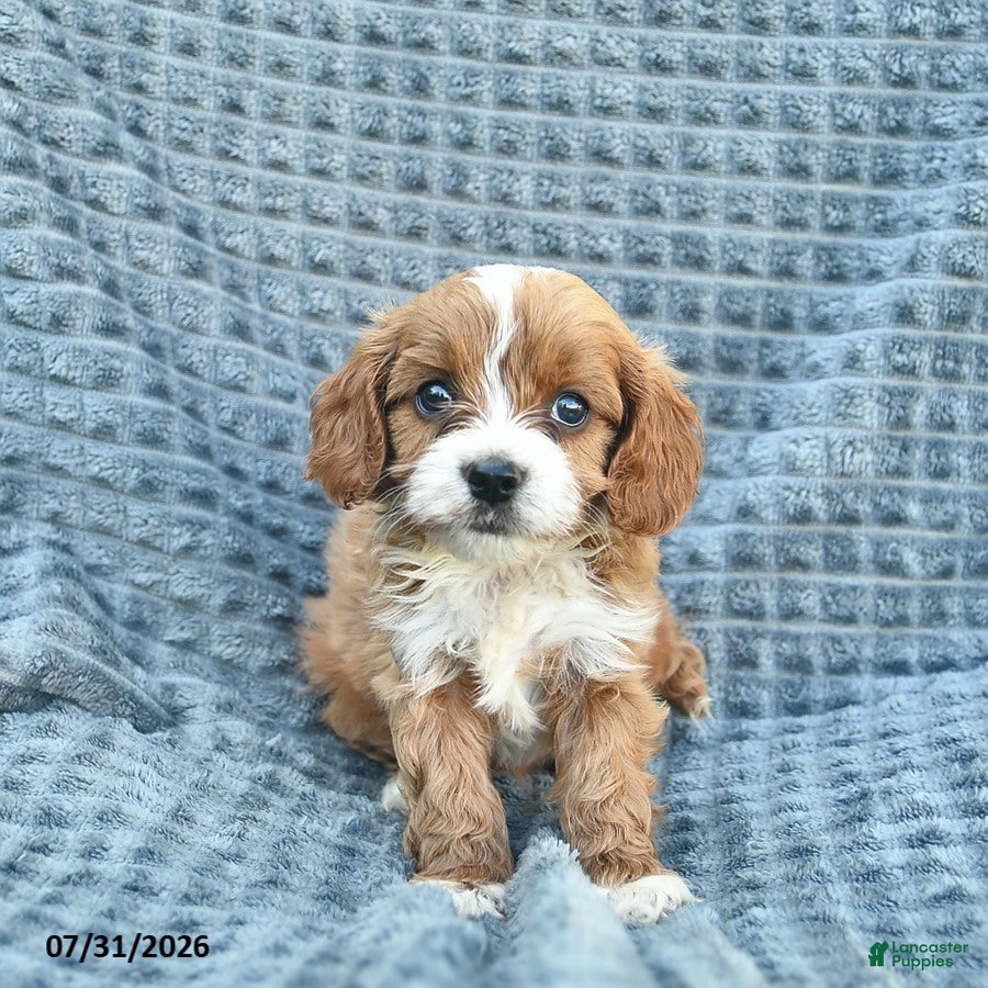 Cavapoo dogs Navy  - Ad 2