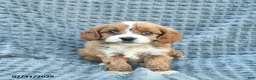 Cavapoo dogs for sale: Navy  - Ad 2