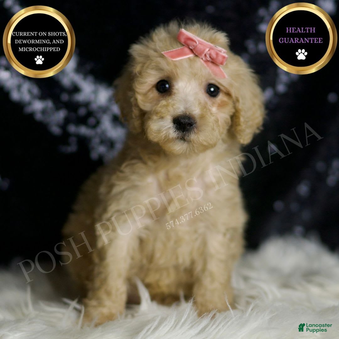 Mini Goldendoodle dogs Duckie - Ad 16