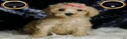 Mini Goldendoodle dogs for sale: Duckie - Ad 1
