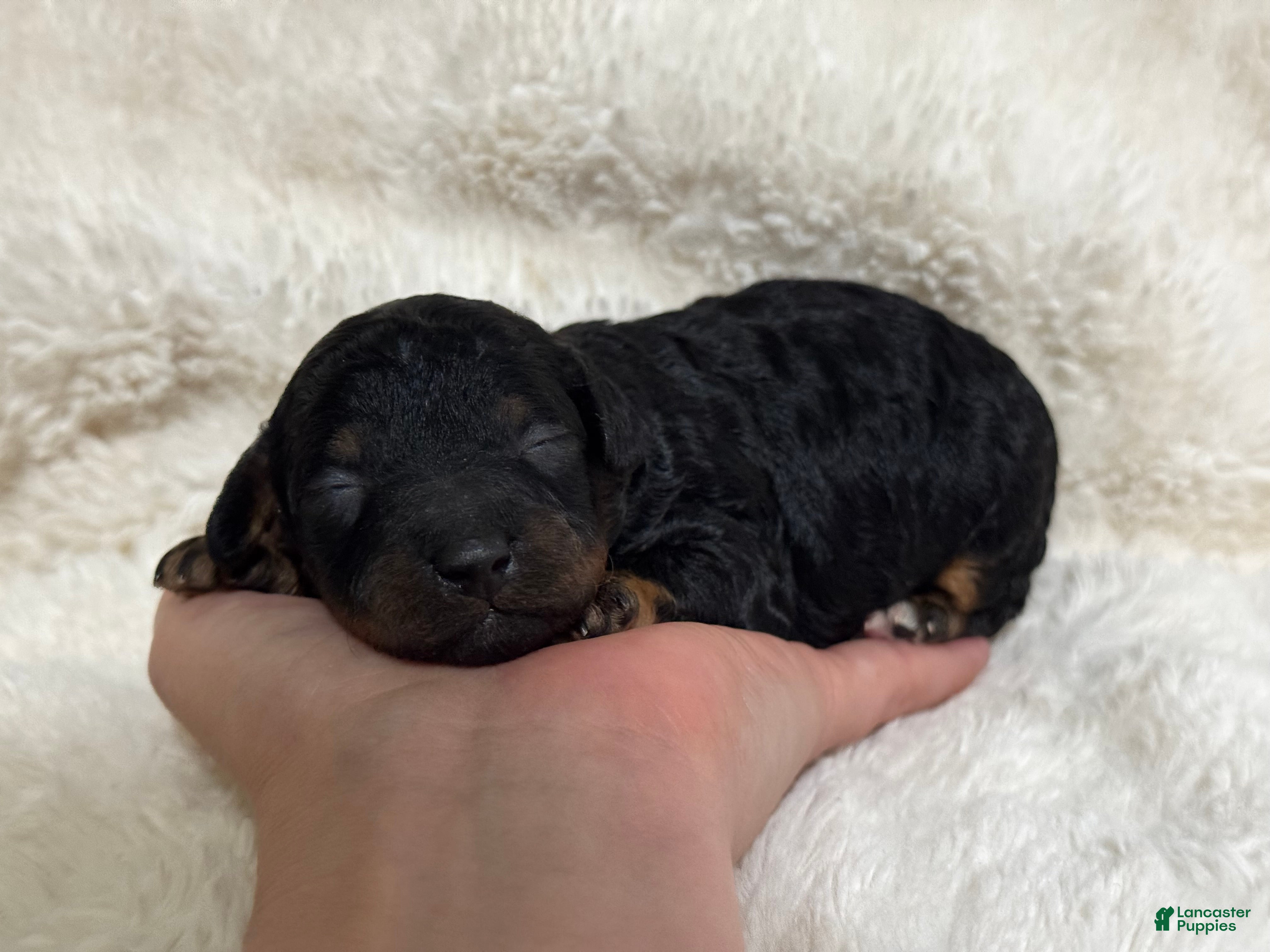 Toy Poodle dogs Nova - Ad 27