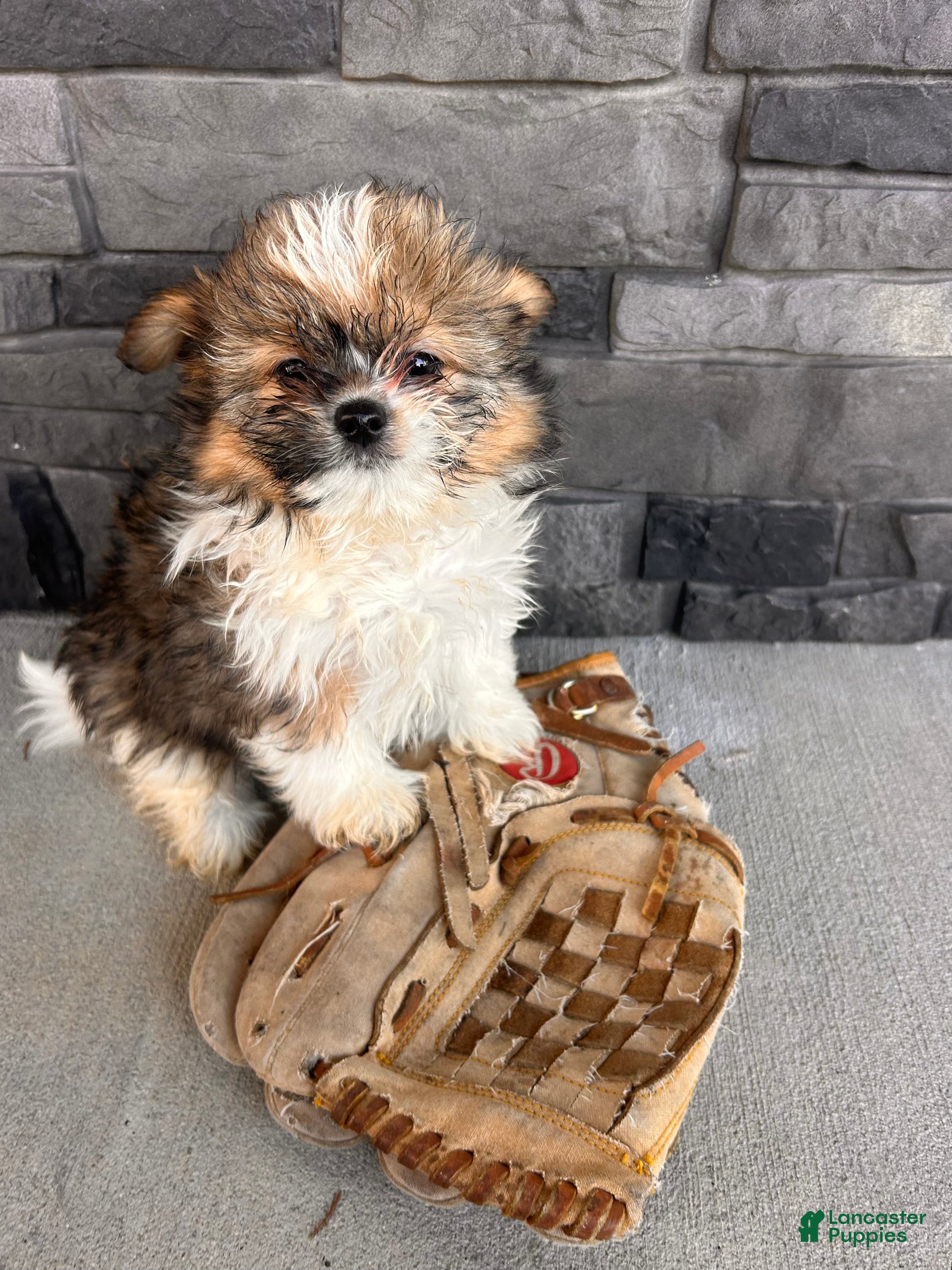 Mixed Breed dogs Gideon - Ad 2