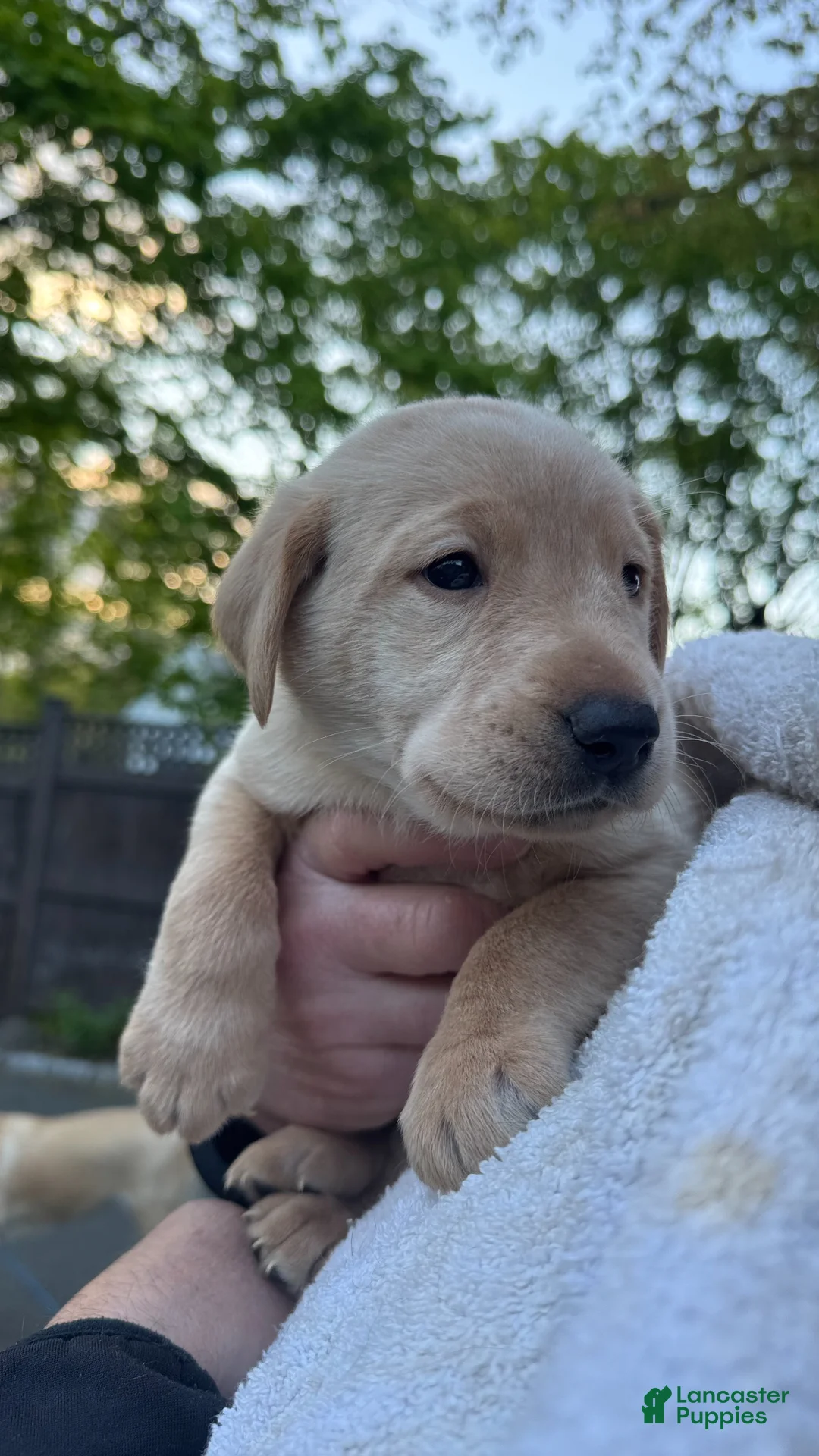 Labrador Retriever dogs for sale: Labrador Retriever Puppy 2 - DK Blue - MALE - Ad 4