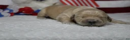Golden Retriever dogs for sale: Challah - Ad 5