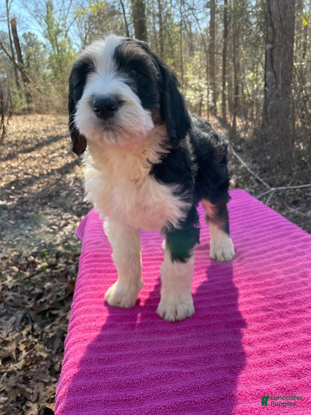Bernedoodle dogs for sale: Jeannie - Ad 2
