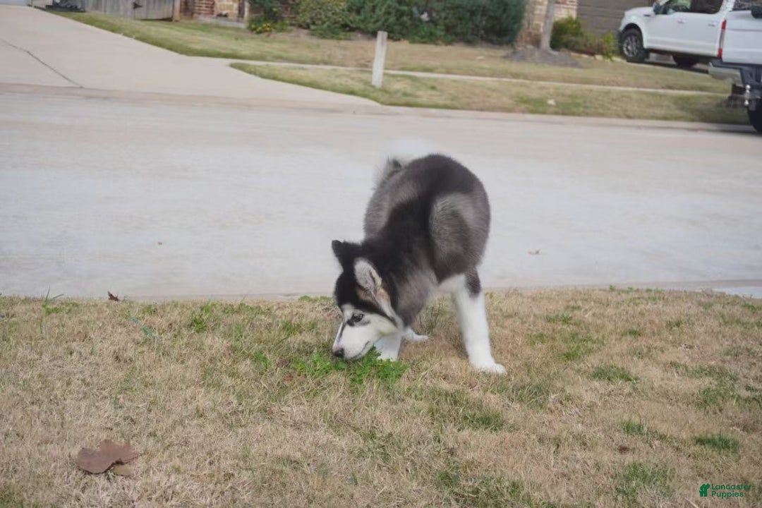 Alaskan Malamute dogs for sale: Xiao Cheng - Ad 11