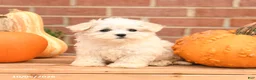 Maltipoo dogs for sale: Flora   - Ad 5