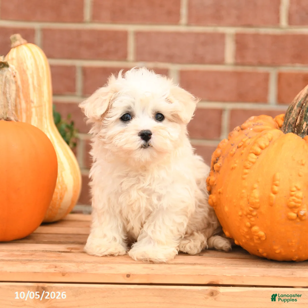 Maltipoo dogs for sale: Flora   - Ad 5