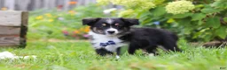 Toy Australian Shepherd dogs for sale: Logan - Ad 4