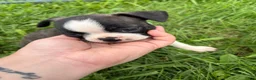 Boston Terrier dogs for sale: Boston Terrier 1 - Ad 2