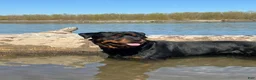 Rottweiler dogs for sale: Poseidon - Ad 26