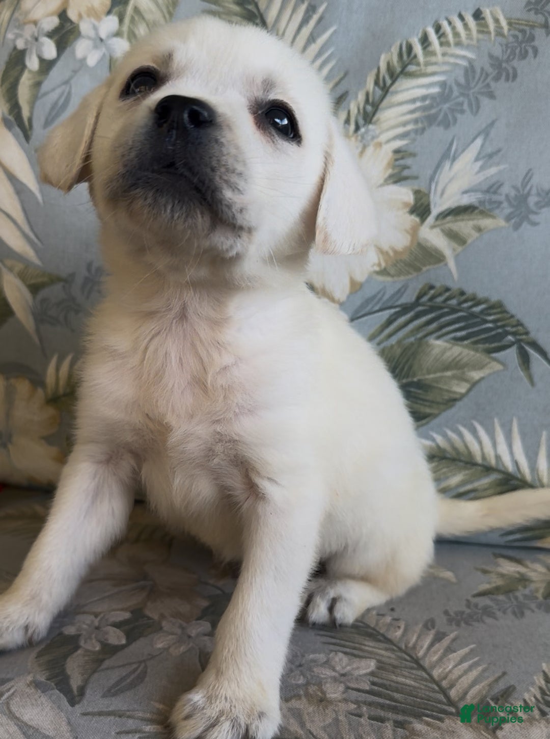 Labrador Retriever dogs for sale: Labrador Retriever Male Seth - Ad 4