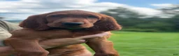 Irish Setter dogs for sale: Orange collar  - Ad 9