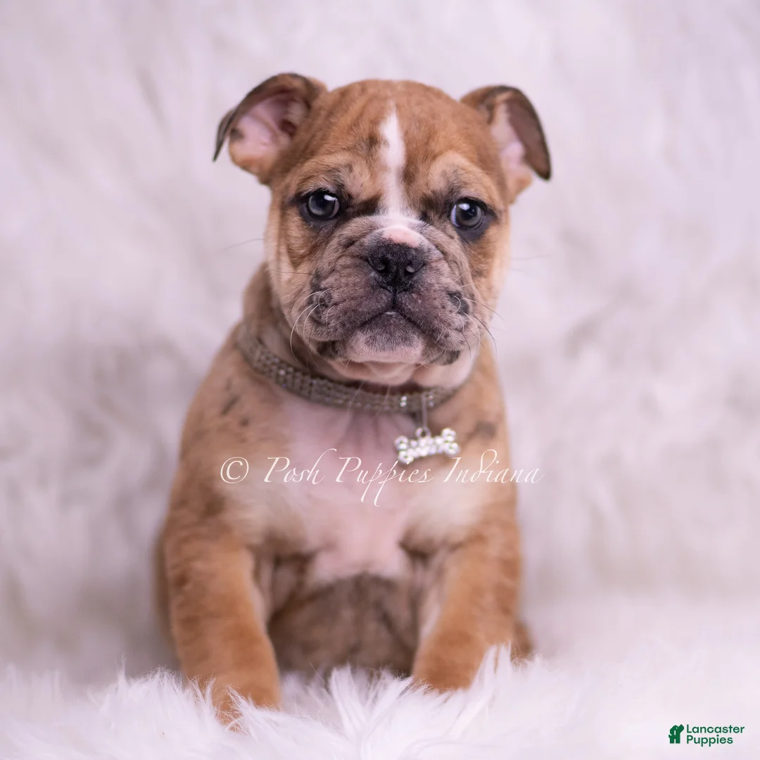 English Bulldog dogs for sale: Bruiser - Ad 1