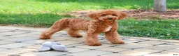 Cavapoo dogs for sale: Matilda - Ad 5