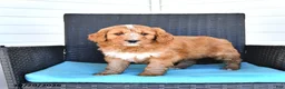 Goldendoodle dogs for sale: Jackson - Ad 2