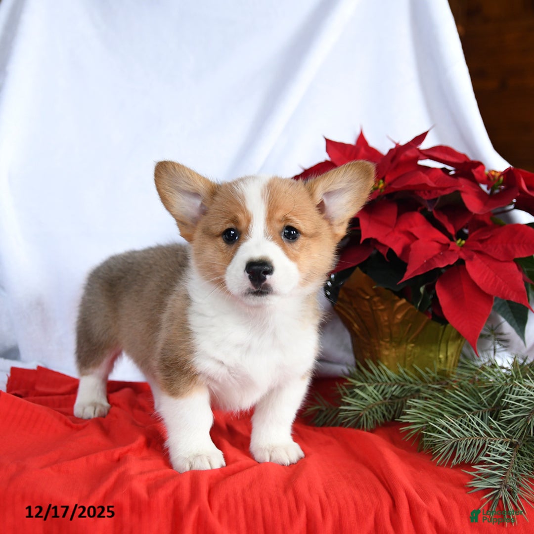 Welsh Corgi Pembroke dogs for sale: Rascal - Ad 2
