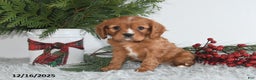 Cavalier King Charles Spaniel dogs for sale: Noelle - Ad 4