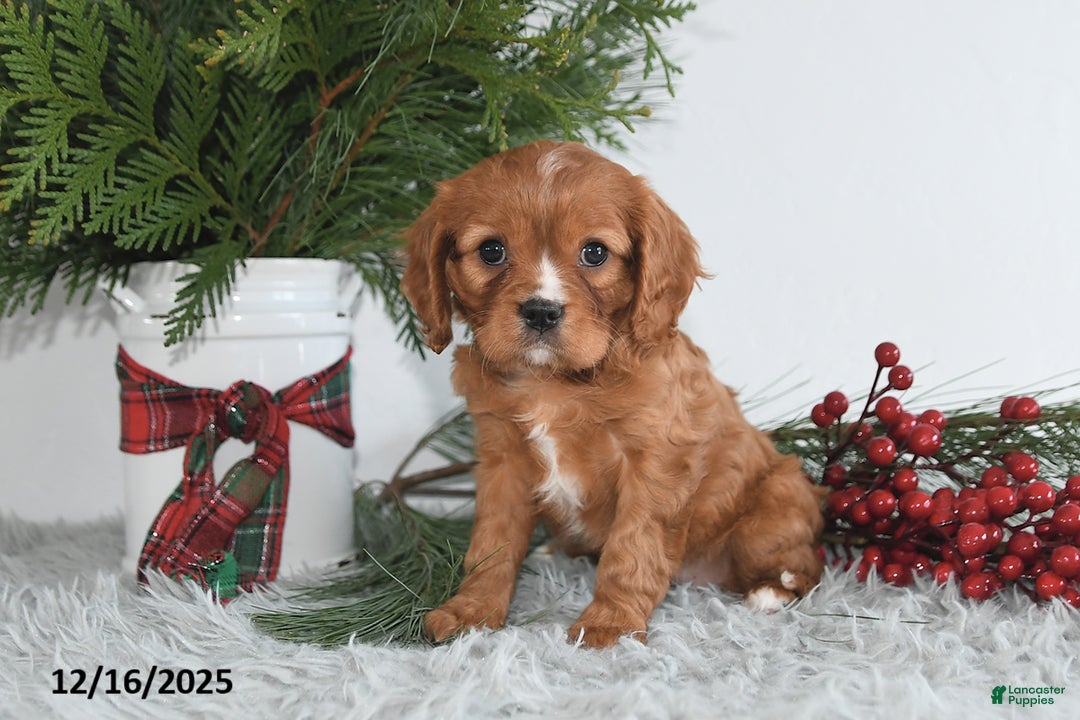 Cavalier King Charles Spaniel dogs for sale: Noelle - Ad 4