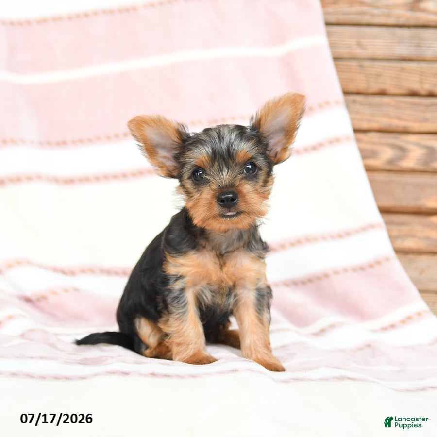 Yorkshire Terrier dogs Quanda - Ad 1