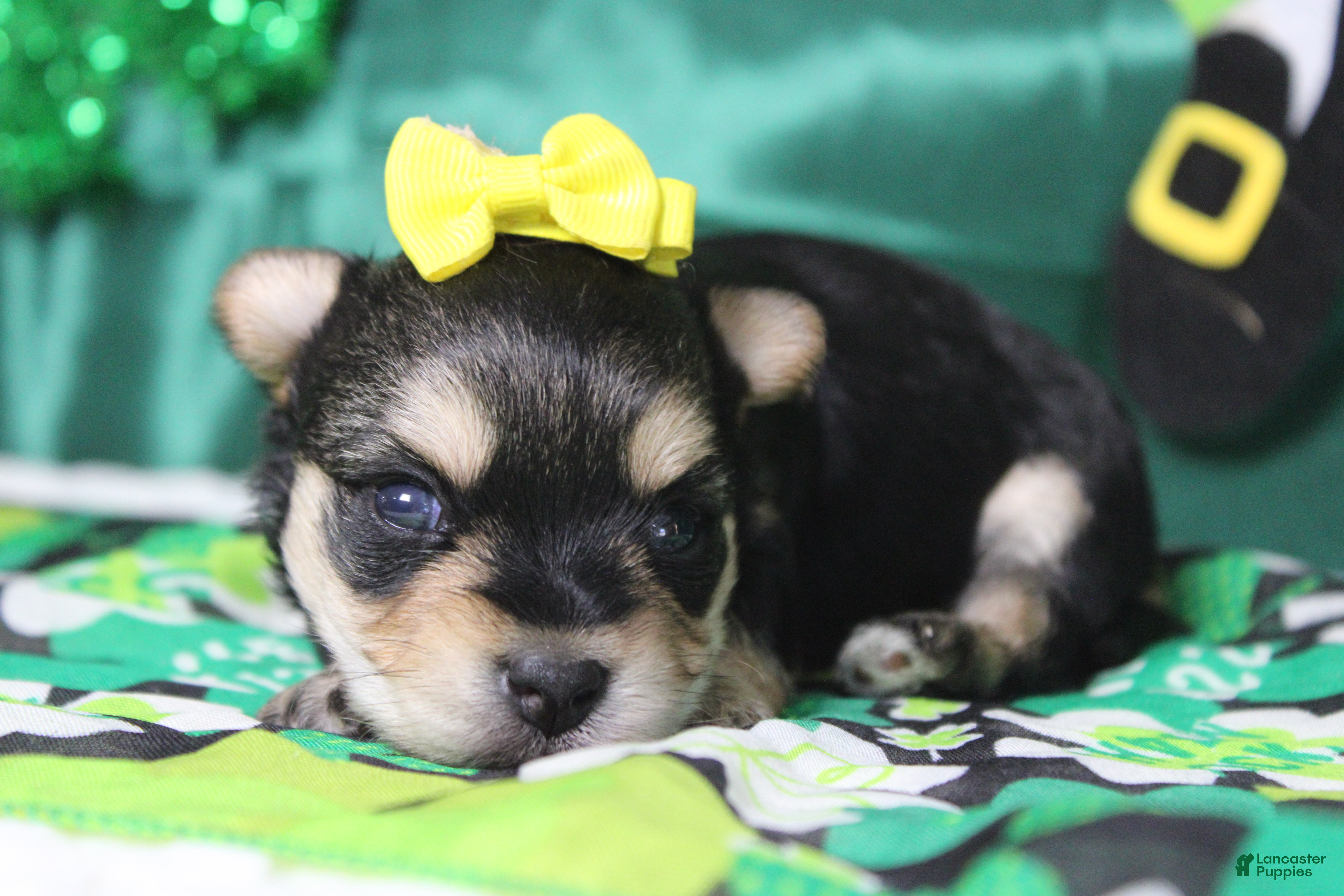 Morkie dogs Everly  - Ad 31