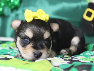 Morkie dogs Everly - Ad 31