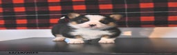 Welsh Corgi Pembroke dogs for sale: George  - Ad 2