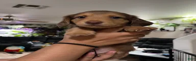 Dachshund 2