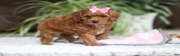 Cavapoo dogs for sale: Myla - Ad 3