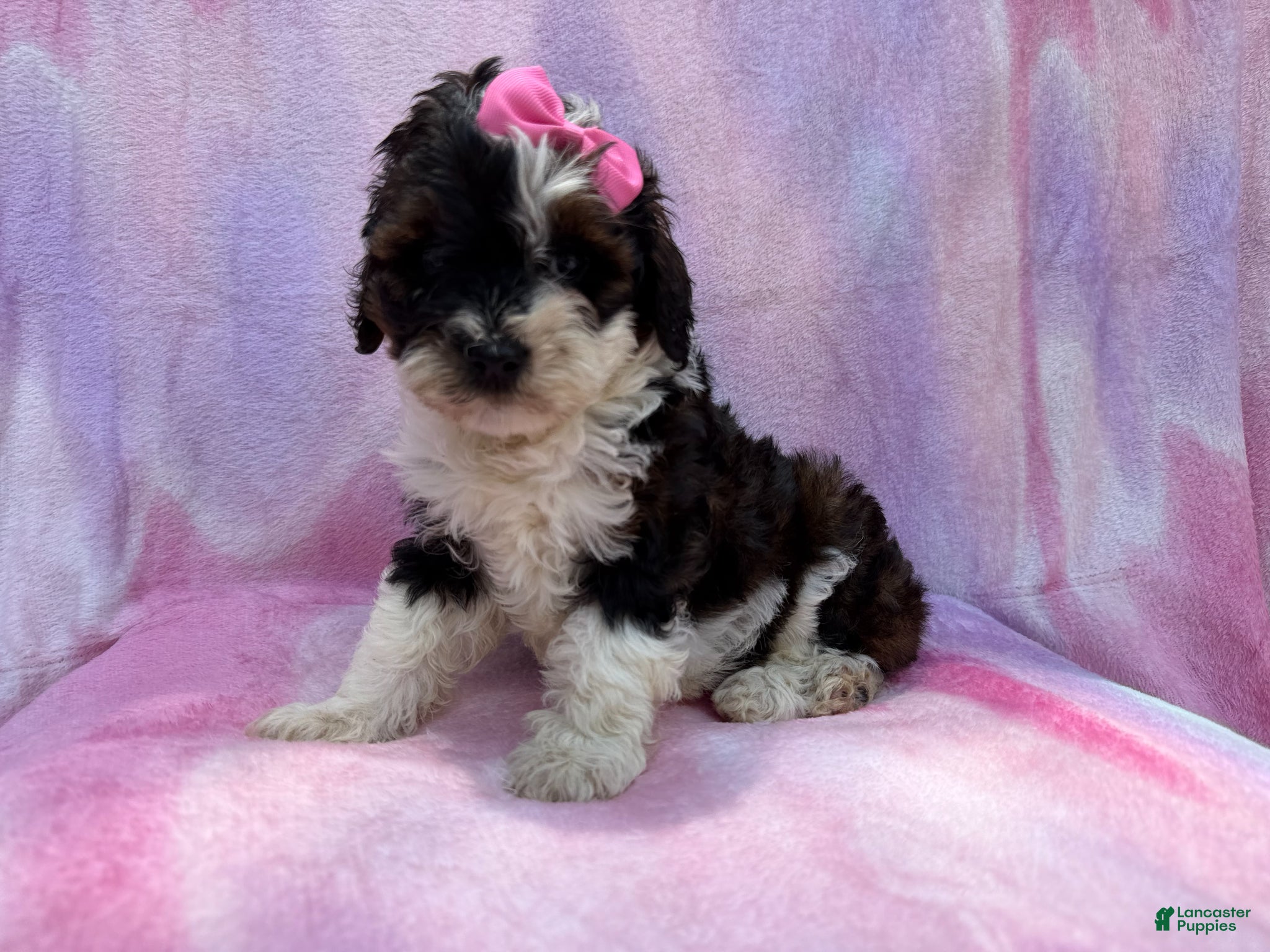 Cockapoo dogs Fern - Ad 11