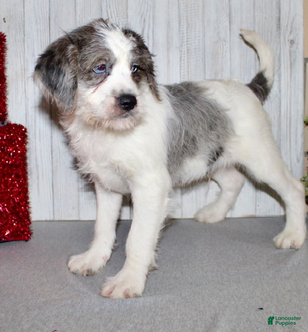 Mixed Breed dogs for sale: Brutus - Ad 6