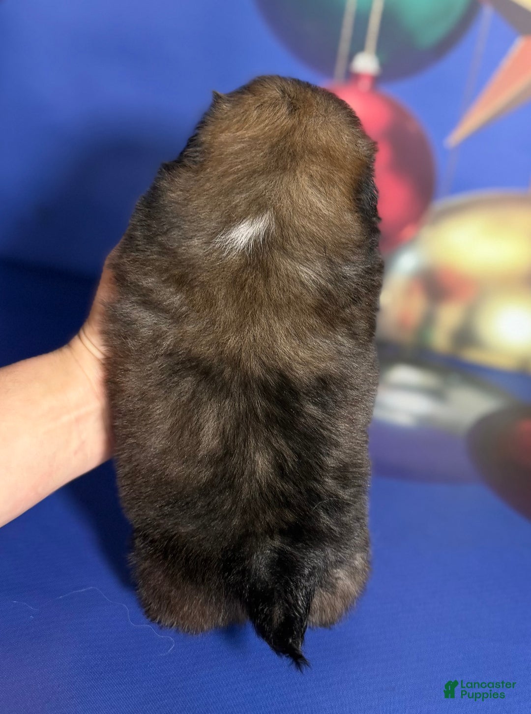 Pekingese dogs for sale: AKC DNA OFA Pudding - Ad 5