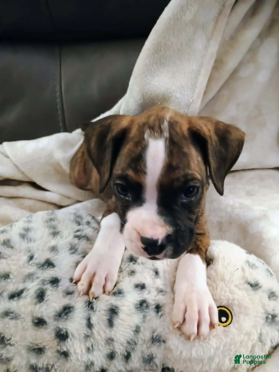 Boxer dogs for sale: Mr. McNugget - Ad 2