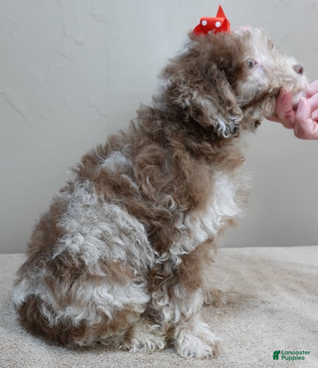 Toy Poodle dogs for sale: iven neutered 12/9/25 - Ad 4