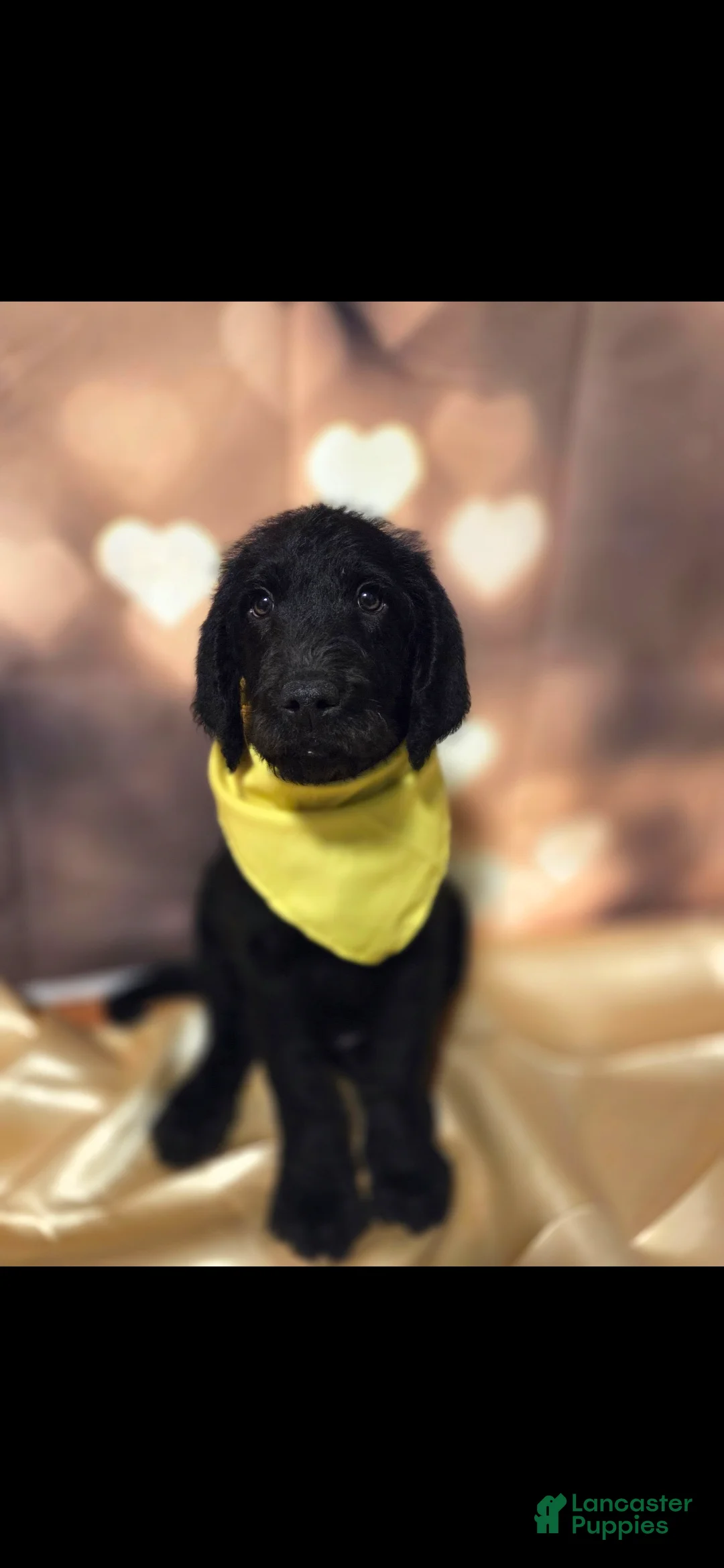 Mixed Breed dogs for sale: Doodle Puppy 7 - Ad 1