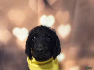 Mixed Breed dogs Doodle Puppy 7 - Ad 13