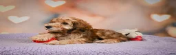 Cavapoo dogs for sale: Penny - Ad 8