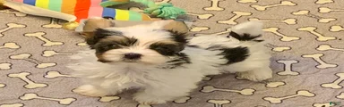 Biewer Terrier Puppy 1