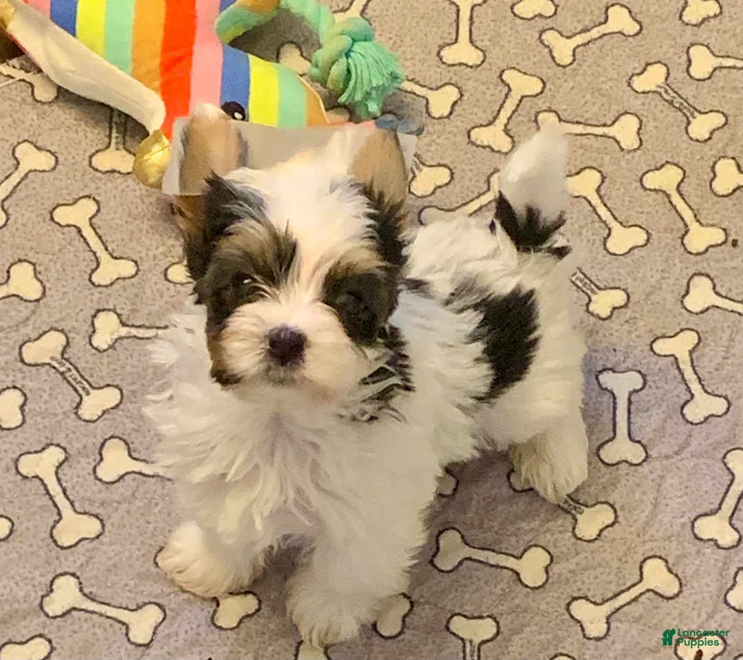 Biewer Terrier dogs for sale: Biewer Terrier Puppy 1 - Ad 1