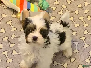 Biewer Terrier dogs for sale: Biewer Terrier Puppy 1 - Ad 1