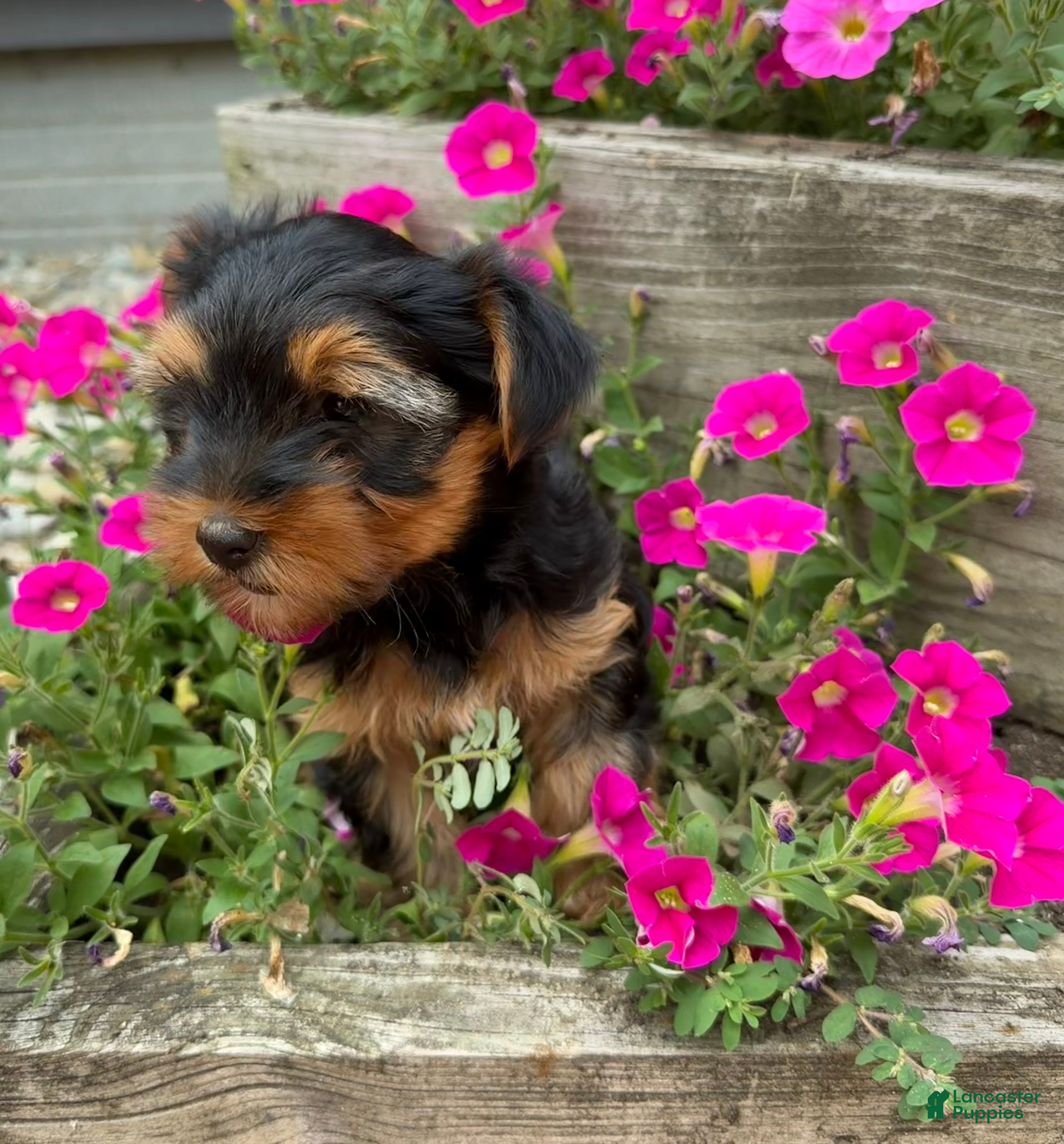 Yorkshire Terrier dogs Yorkshire Terrier 2 - Ad 2