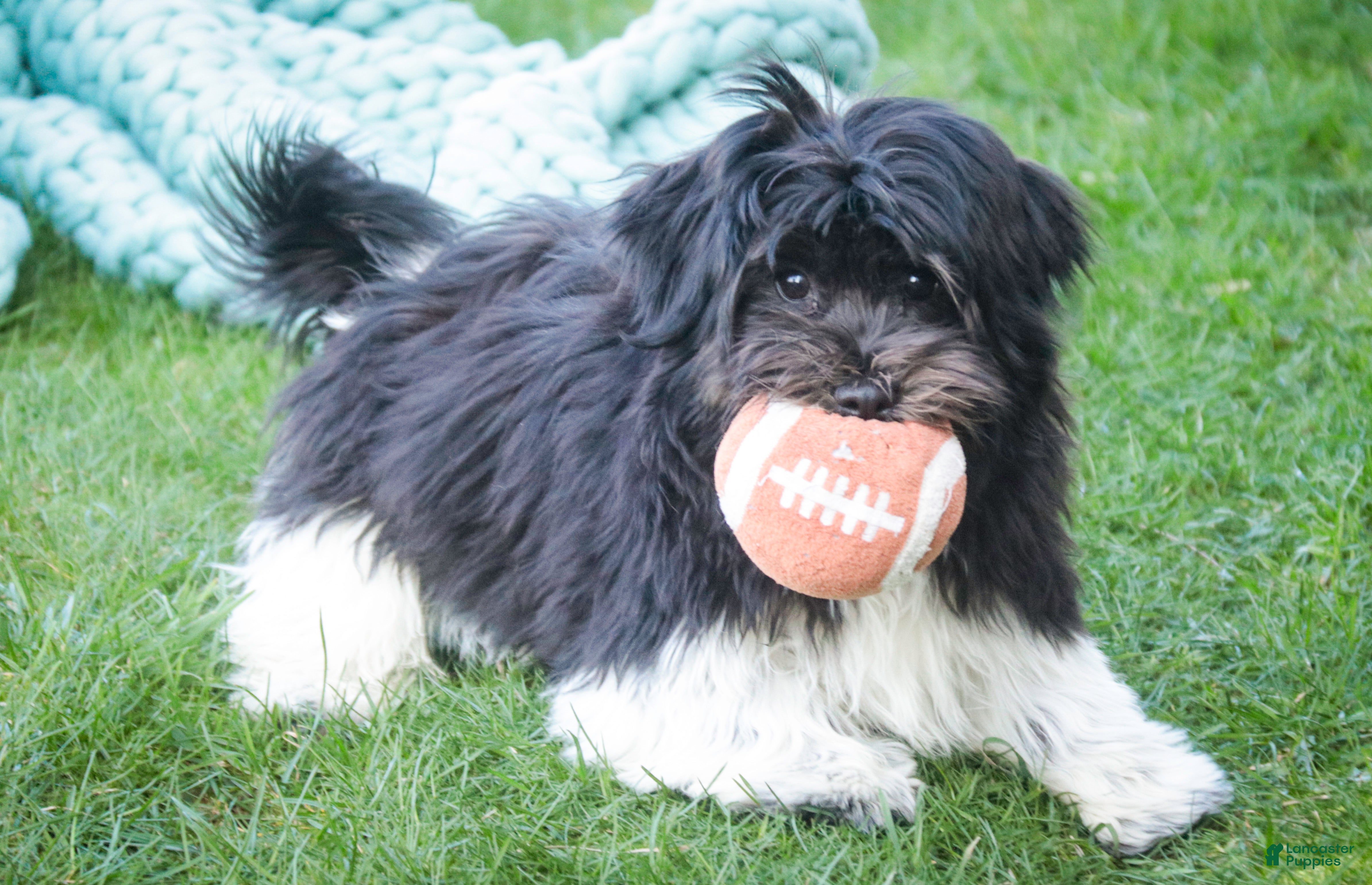 Havanese dogs Oreo - Ad 2