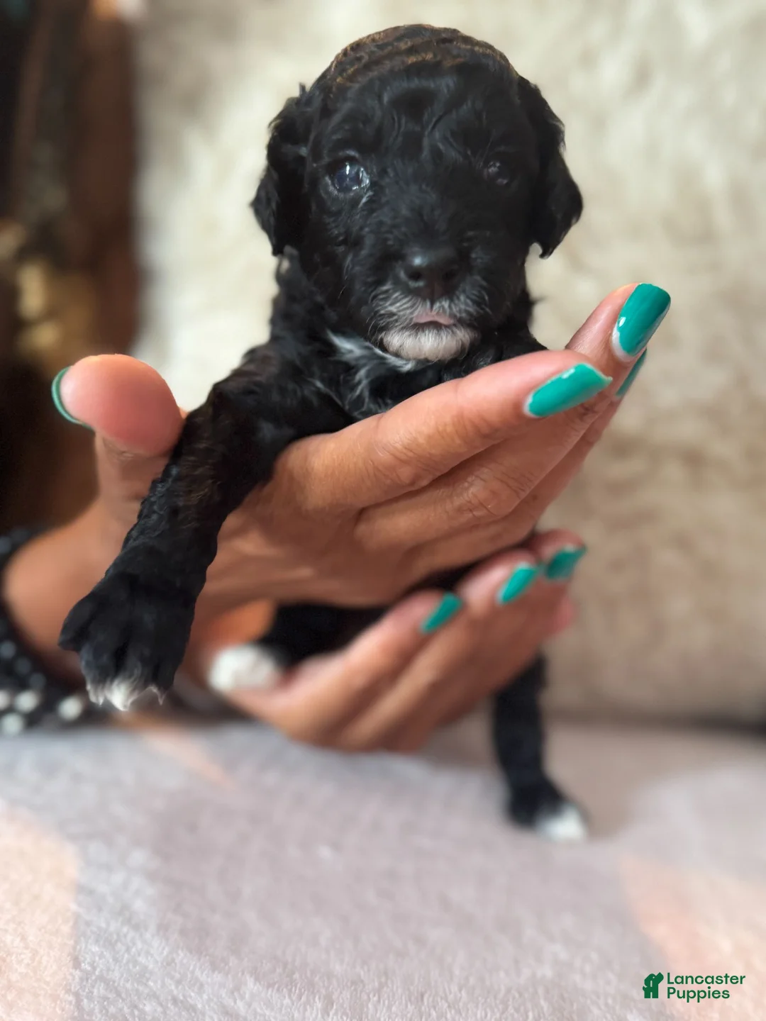 Toy Poodle dogs for sale: Black Panther - Ad 2